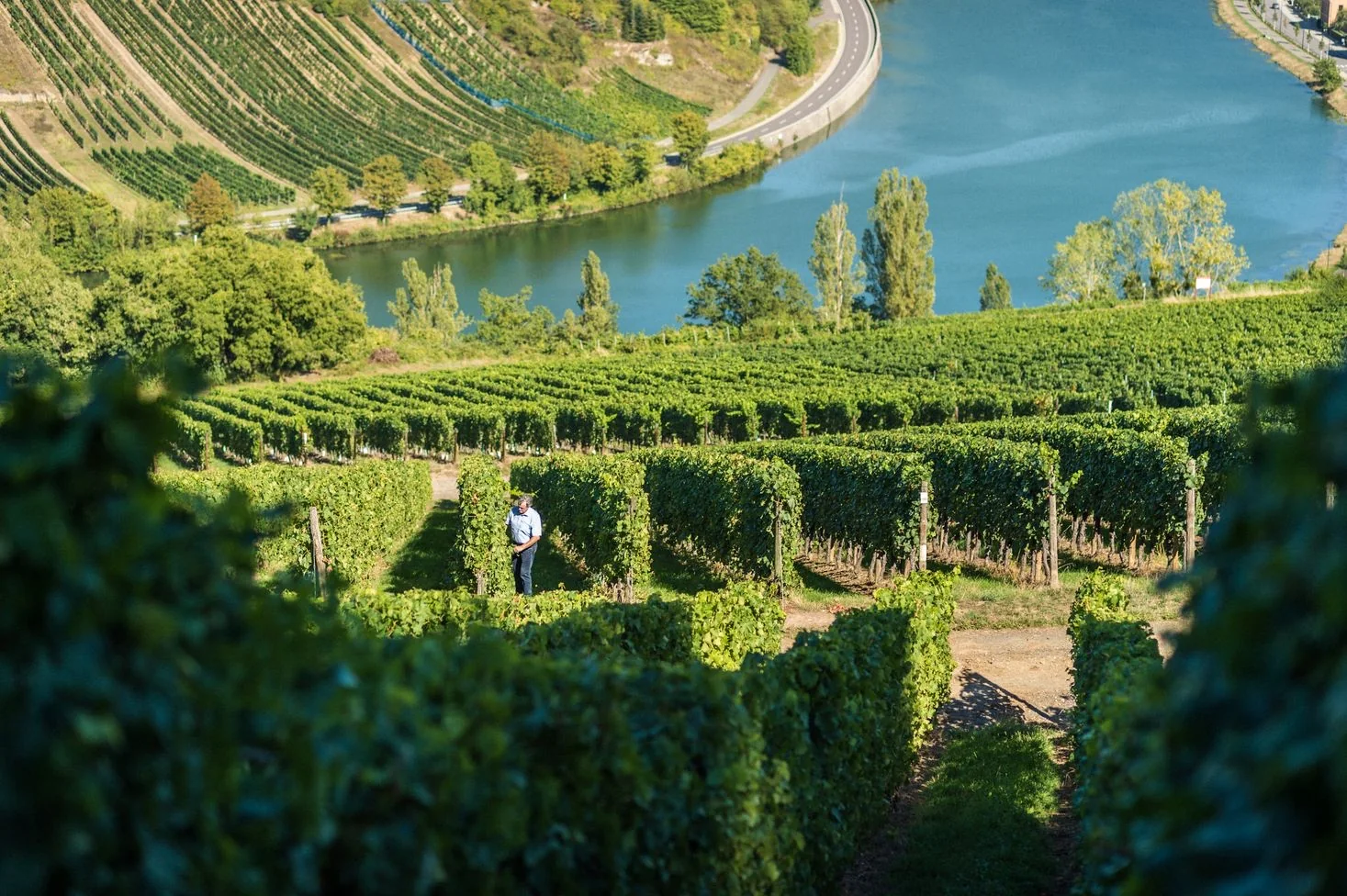 Vineyard rows above the Moselle River